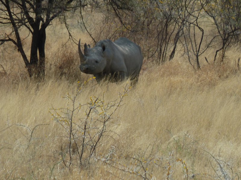 Etosha National Park Namibia  Rhino (201)