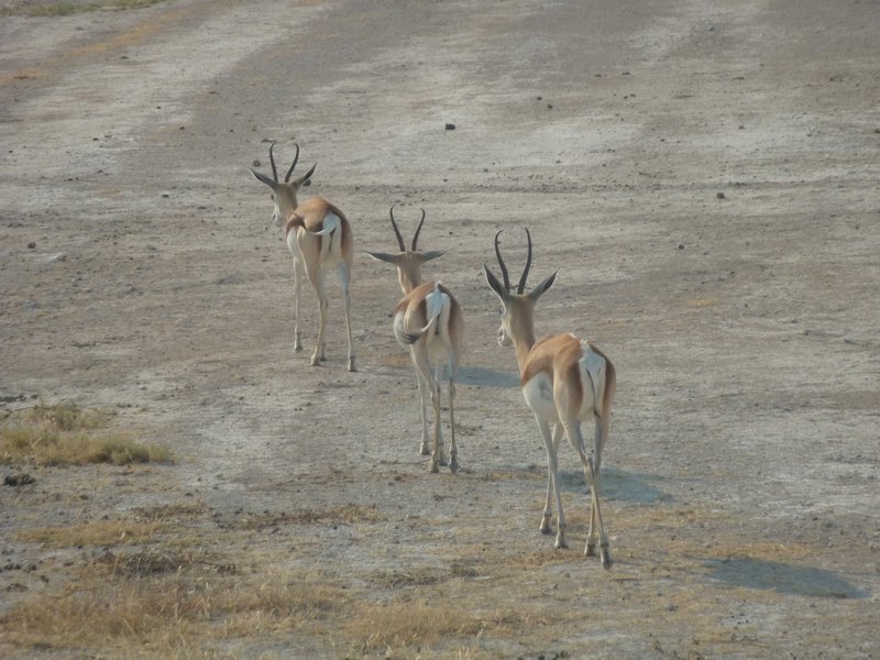 Etosha National Park Namibia (19)