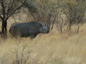 Etosha National Park Namibia  Rhino (191)