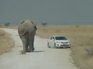 Etosha National Park Namibia (142)