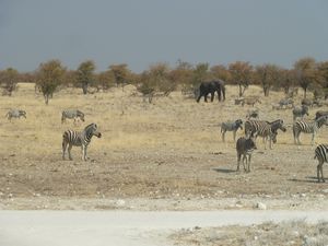 Etosha National Park Namibia (213)