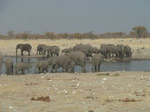 Etosha National Park Namibia (214)