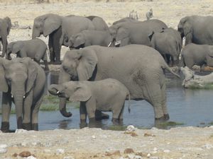 Etosha National Park Namibia (218)