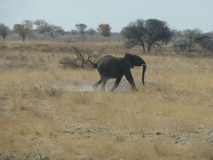 Etosha National Park Namibia (235)