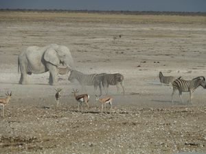 Etosha National Park Namibia (241)