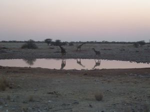 Etosha National Park Namibia (255)