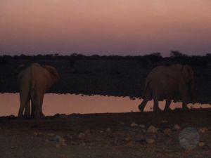 Etosha National Park Namibia (259)