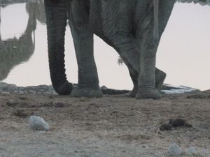 Etosha National Park Namibia elephant crossing his legs (253)