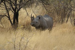 Okaukuejo Waterhole Etosha National Park Black Rhino (21)