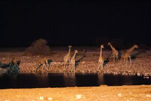 Okaukuejo Waterhole Etosha National Park Namibia (8)