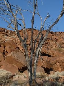 Twyfelfontein Centre and Carvings by Damara and San people (38)