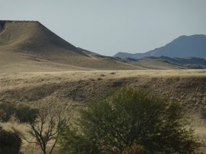 namib fascinated welwitschia