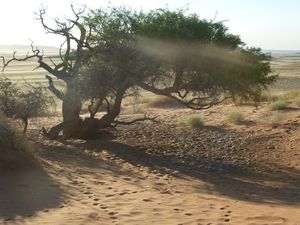 Desert walk with Frans (60)