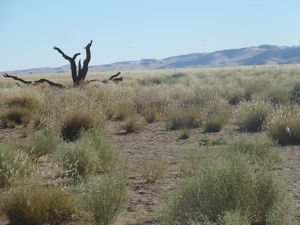 Dune 45 Namib Desert (4)