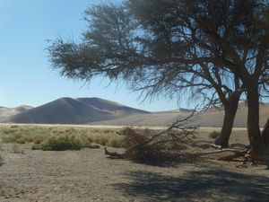 Dune 45 Namib Desert (5)