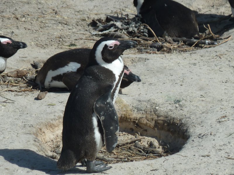 3. Boulder Beach African Penguins (33)