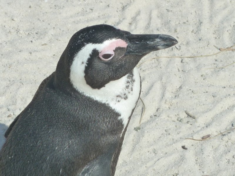 3. Boulder Beach African Penguins (34)