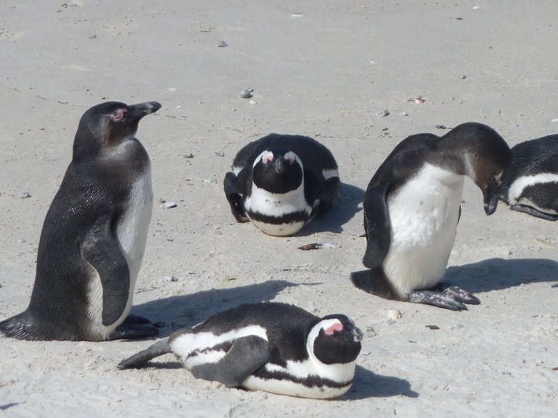 3. Boulder Beach African Penguins (35)