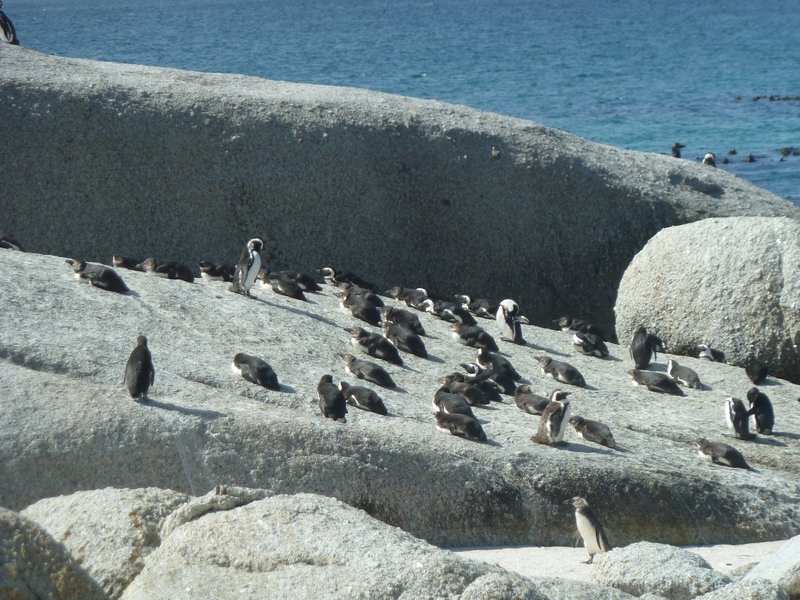 3. Boulder Beach African Penguins (36)