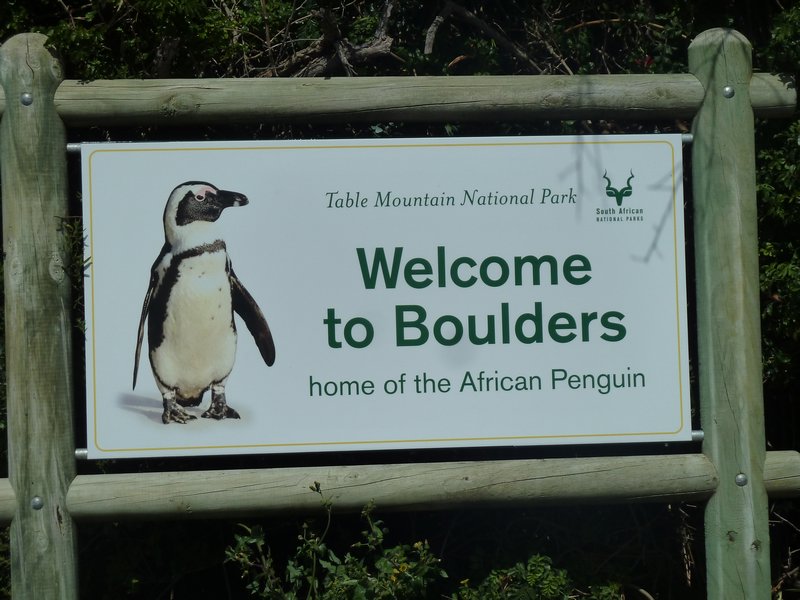 3. Boulder Beach African Penguins (37)