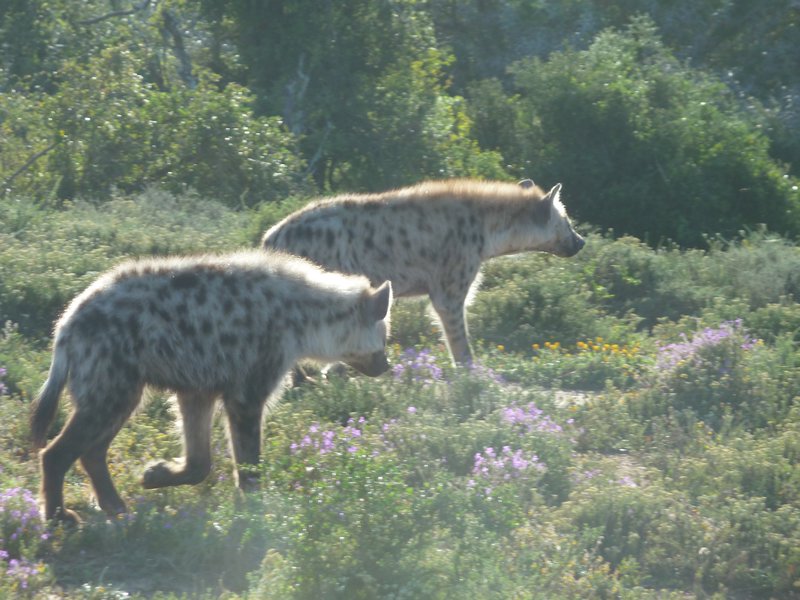 1 Addo National Park Hyena (2)