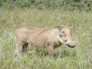 1 Addo National Park warthog