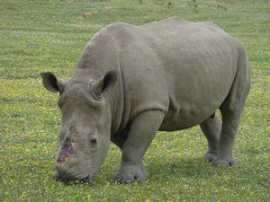 Higgins the Rhino horn was poached