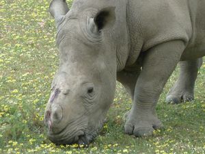 Lady the female Rhino horn was poached