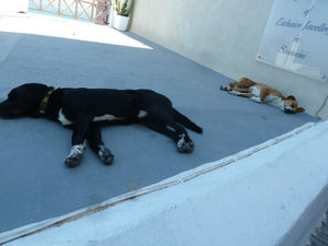 Its a dogs life at Fira Santorini