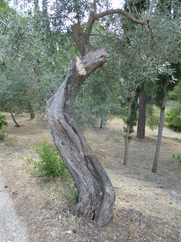 Very old olive tree at Epidavros Peloponnese Peninsula of Greece