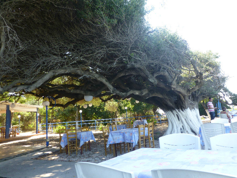 100 Year Old olive tree at Camping Kato Alissos near Patra Peloponnese Peninsula Greece 29 June 2013 (12)
