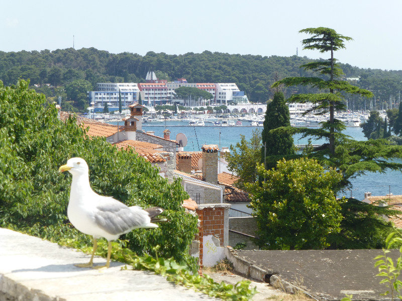 Extra big seagulls at Rovinj on Istria Peninsula Croatia