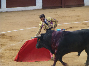 Bull Fight at Guijuelo central Spain 18 Aug 2013 (13)