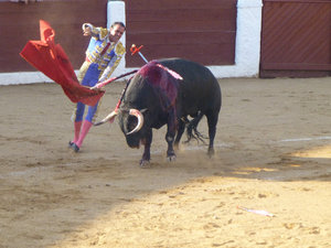 Bull Fight at Guijuelo central Spain 18 Aug 2013 (16)