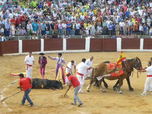 Killed bull draged away at Bull Fight at Guijuelo central Spain 18 Aug 2013