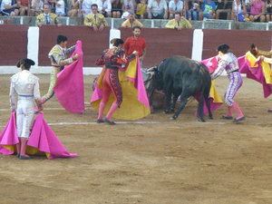 Matador in trouble at Bull Fight at Guijuelo central Spain 18 Aug 2013