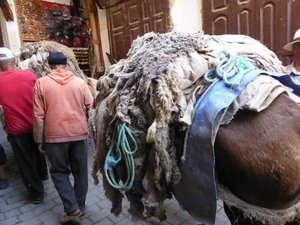 Donkey carrying hide to tannery in Medina in Fes Morocco