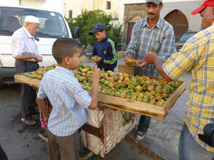 Prickly pear in Medina in Fes Morocco