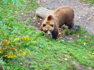 Bear Park in Bern Switzerland - the bear is the emblem of Bern (4)