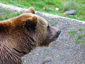 Bear Park in Bern Switzerland - the bear is the emblem of Bern (5)