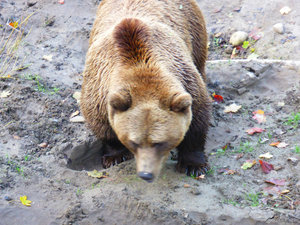 Bear Park in Bern Switzerland - the bear is the emblem of Bern (6)