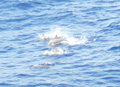 Dolphins Bonophart Gulf from ship