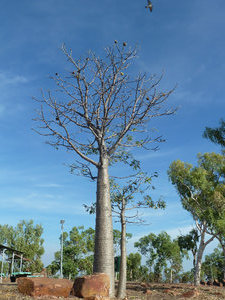 From lookout in Wyndham (2)