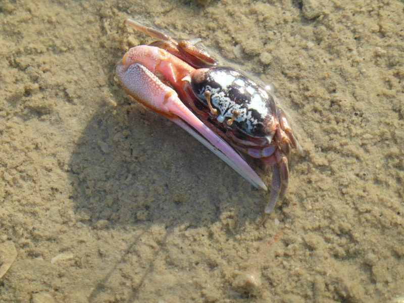 Male Fiddler Crabs (7)