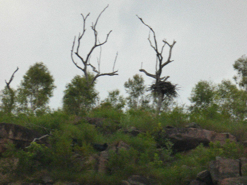Eagle nest on Hunter River