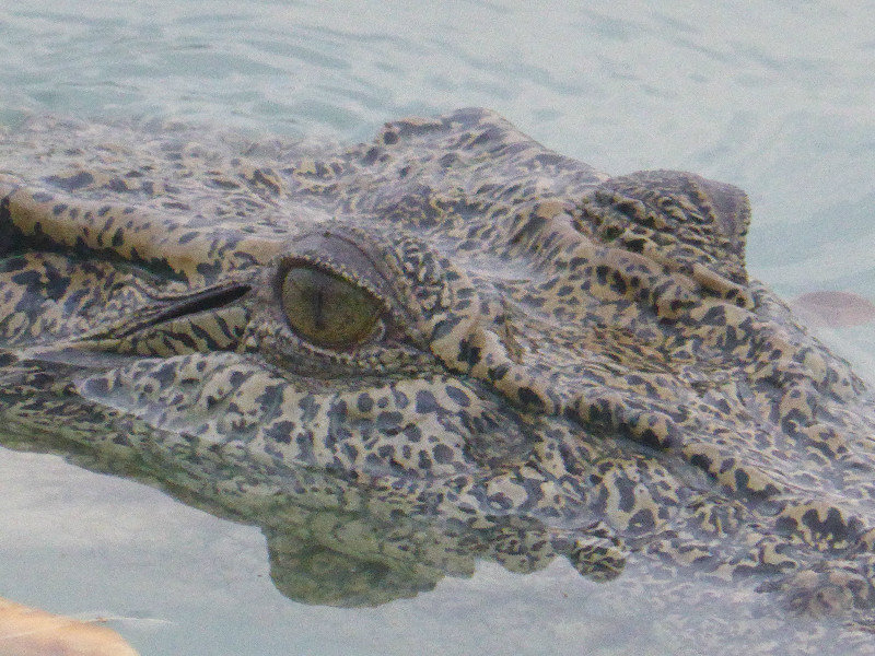Hunter River Croc (1)