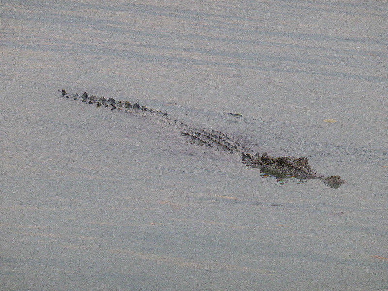 Hunter River Croc (2)