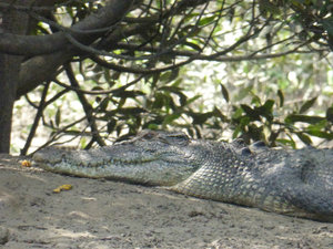 Talbot Bay croc