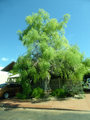 Madagascar Boab tree Broome (2)