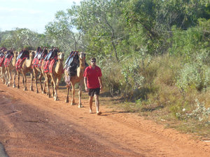 Camels in Broome (2)